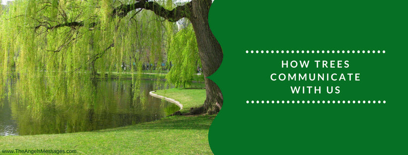 How Trees Communicate With Us