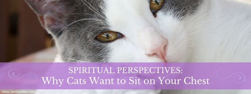 Spiritual Perspectives: Why Cats Want to Sit on Your Chest