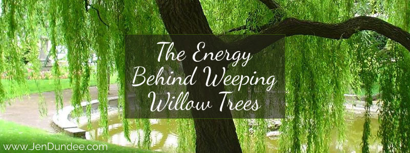 The Energy Behind Weeping Willow Trees