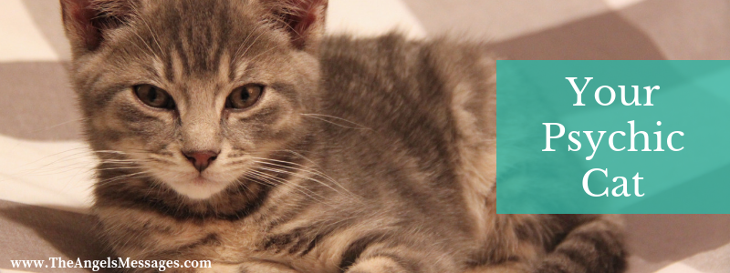 Your Psychic Cat
