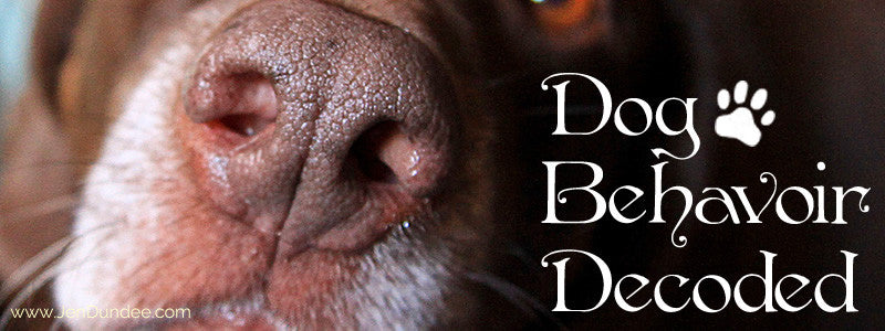 Dog Behavior: Decoded